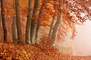 Buchenwald im Herbst - Buchenbrennholz