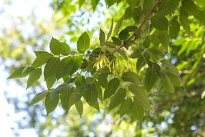 Blätter eines Eschenbauems - Gutes Kaminholz aus Esche