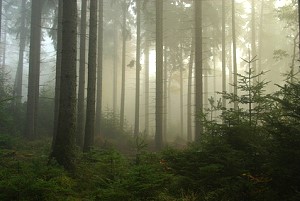 Fichtenwald im Morgendunst