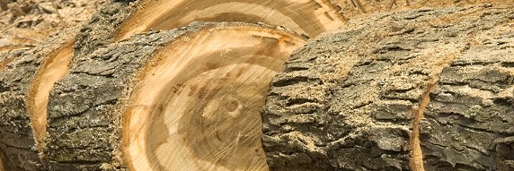 Eichenholzstamm in Scheiben gesägt - Fachbegriffe Brennholz