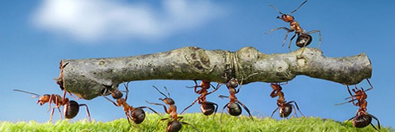 Ameisen tragen großes Stück Holz 