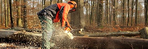 Waldarbeiter mit Motorsäge zersägt Holzstamm - Holzfällen