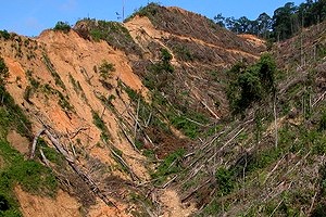 Zerstörter Wald nach Erdrutsch