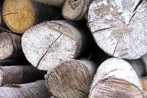 Schimmel auf Brennholz - vermindert den Heizwert bei zu starkem Befall