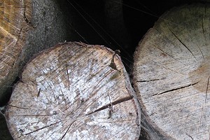 Brennholz mit weißlichem Schimmel übersät