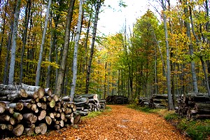 Waldinvestment in heimischen Wald - Wald mit abgeholzten Stämmen